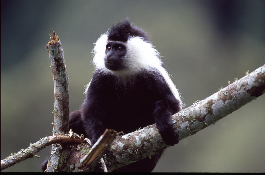 6-Day Rwanda Wildlife & Primates Safari Adventure
